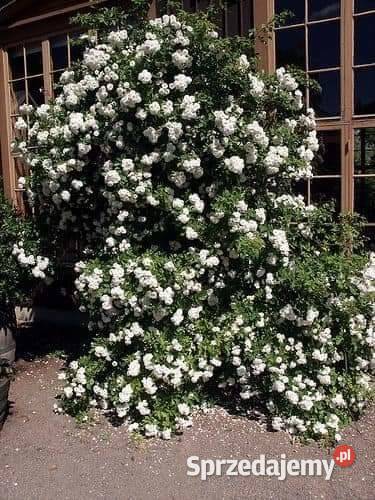 Sadzonki drzewek liściastych