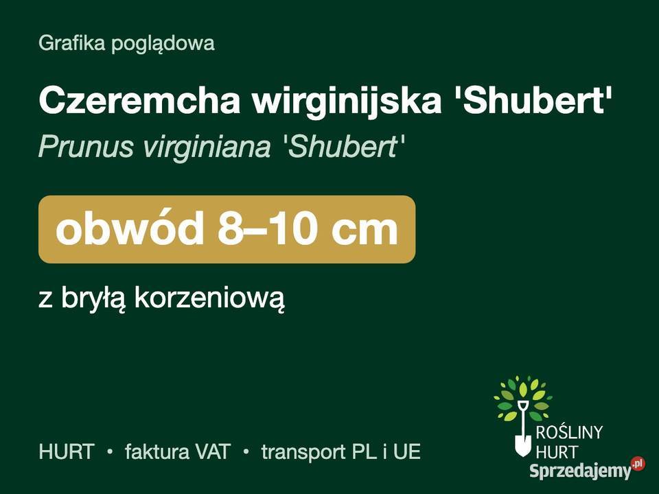 Czeremcha wirginijska Shubert obwód 810 z bryłą