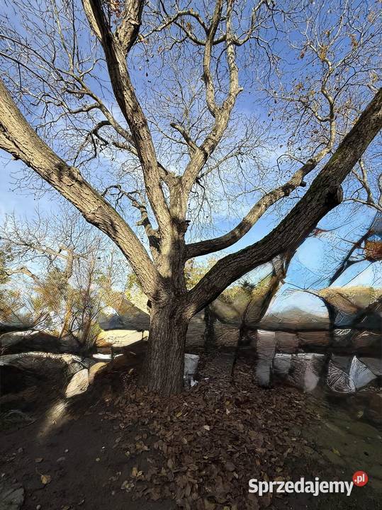 Sprzedam drewno orzech włoski lubuskie Wschowa