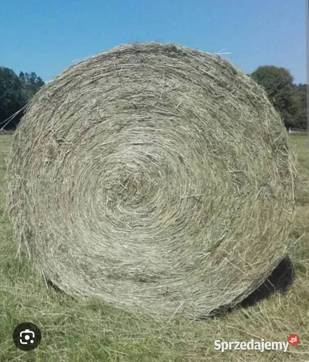 Siano w belach 120 Pińczów