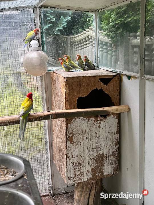 Papugi RozellaI Rzgów