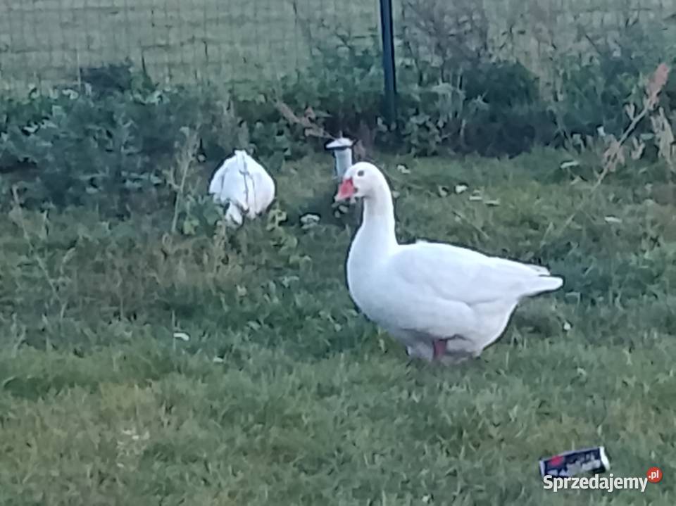 Gęsi żywe bądź tuszki lubuskie Brzeźno