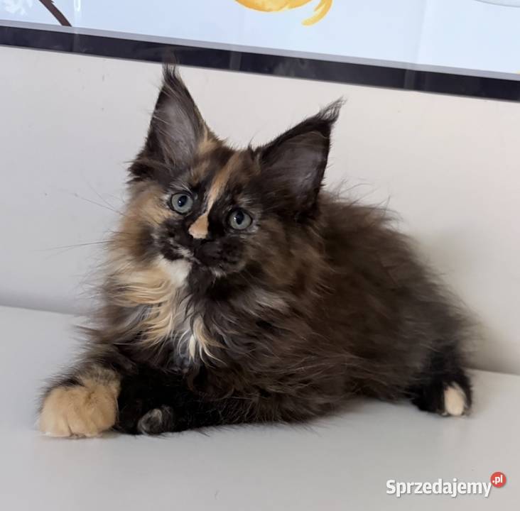 Maine Coon Szylkretka Zorza Wińsko sprzedam