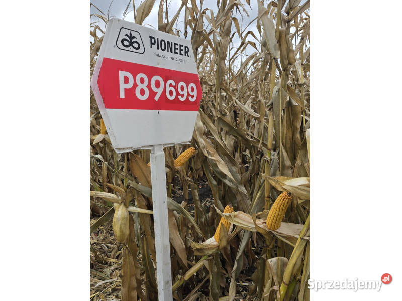 Nasiona kukurydzy Pioneer P89699 FAO 260 Ostrowite