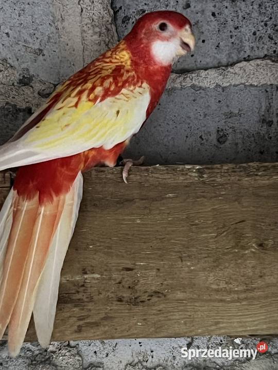 Sprzedam różne papugi wielkopolskie Stobno Siódme