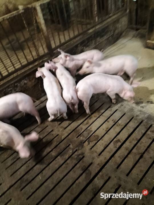 Sprzedam prosiaki Piotrków Trybunalski sprzedam