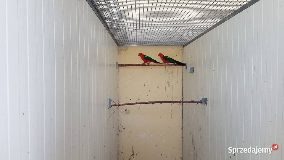 Szkarłatka królewska krasnopiórka Ptaki Leszno