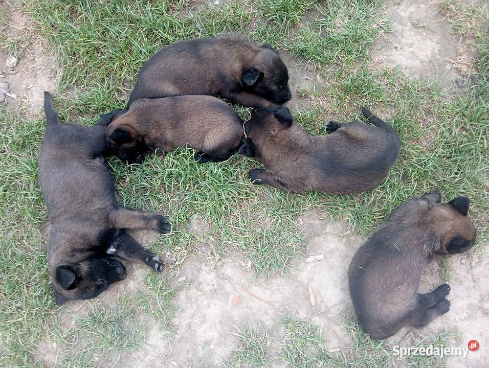 Owczarek belgijski malinois Jedlicze