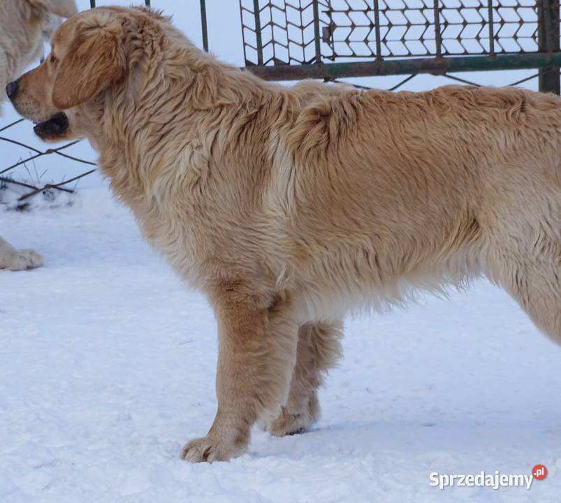 Golden retriever 9 miesięczny