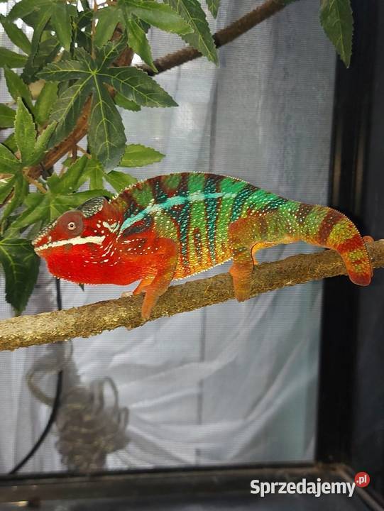 kameleon lamparci ambilobe red bar sprzedam