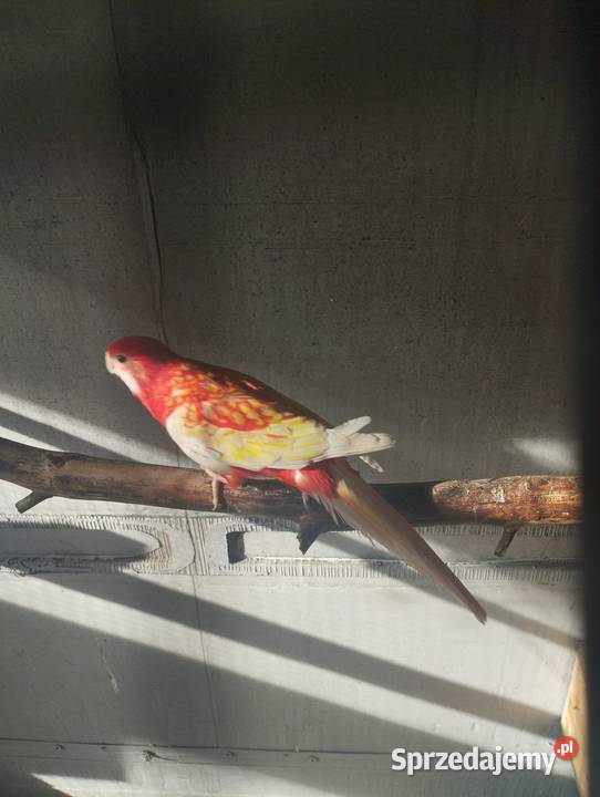 Sprzedam papugi rozelle białolice Sieczychy