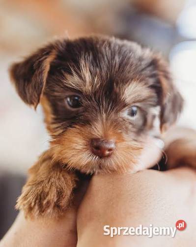 York miniaturowy xxs Psy wielkopolskie Kalisz