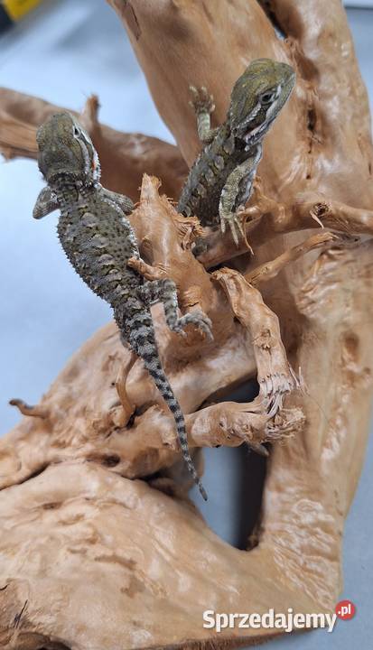 Agama brodata karłowata Wołomin