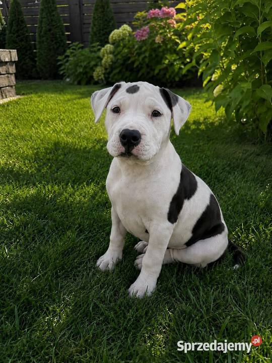 SZCZENIAKI Amstaff wielkopolskie Opatów