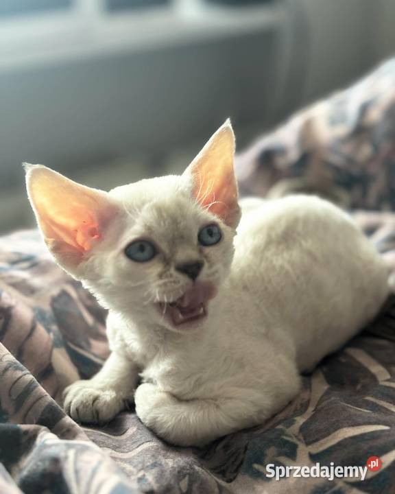 koteczka Devon Rex oczy niebieskie Wrocław