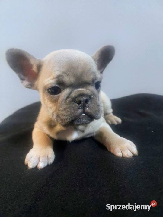 Buldog francuski pieseki i suczki blue Mycielin