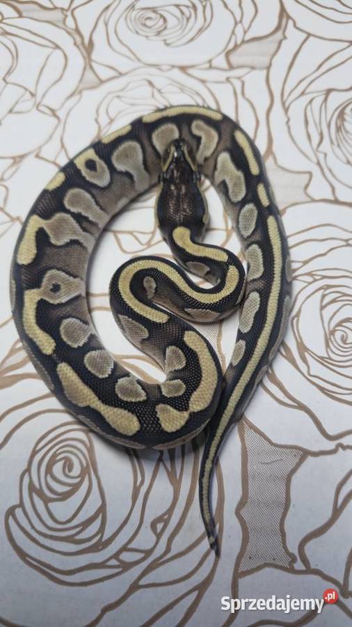 Wąż pyton królewski python regius samica Wrocław