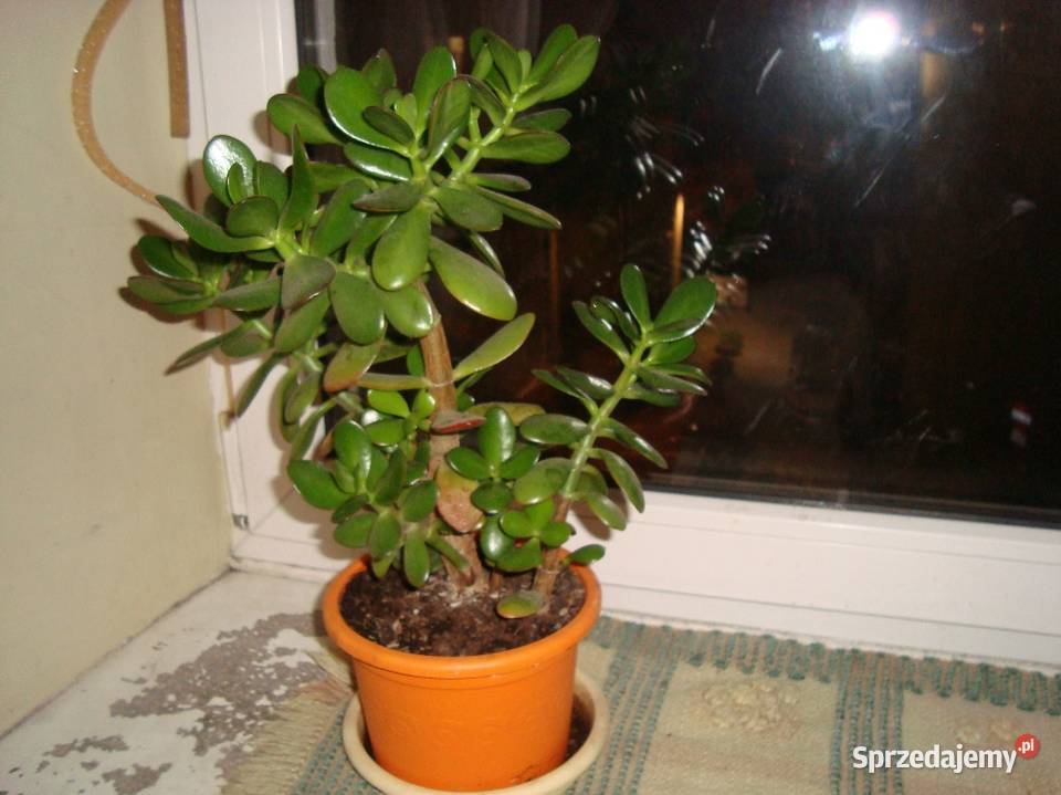 Drzewko szczęścia mazowieckie