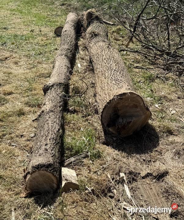 Dąb w klocu małopolskie Gromnik