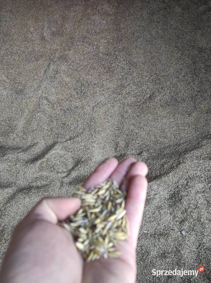 Owies ekologiczny Mszadla Stara
