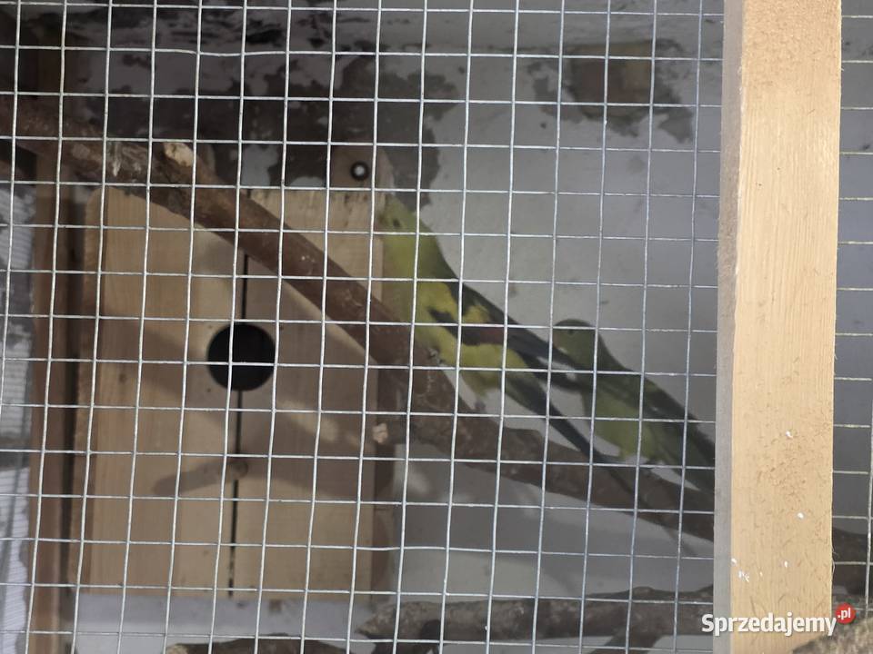 Papuga górska para wielkopolskie Wolkowo
