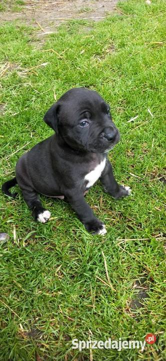 Piesek Pitbull Częstochowa