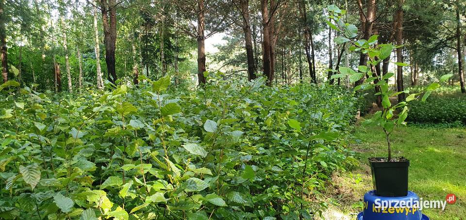 Grab na żywopłot Duże sadzonki grabu graby na Wisznice