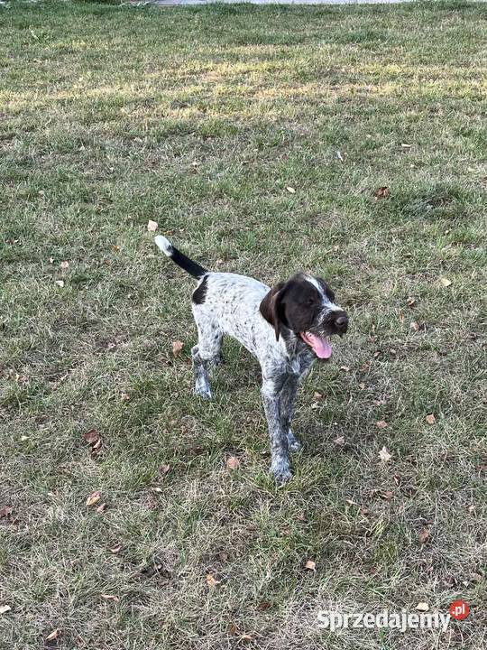 Wyżeł Czeski Fousek rodowód FCI pies myśliwski Sochaczew