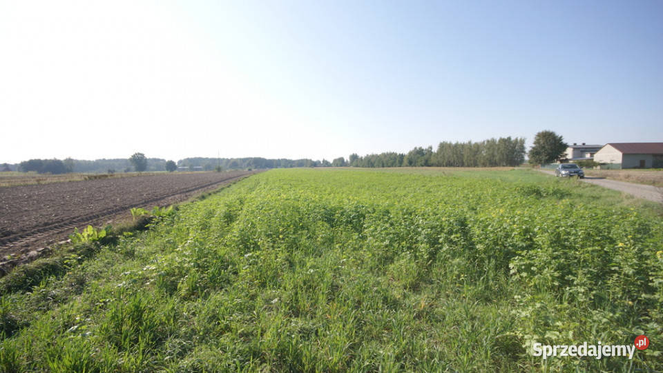 Działka rolno budowlana 96a Rudka Gołębska utwardzona sprzedam