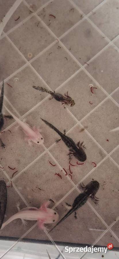 Aksolotl Ambystoma mexicanum Hodowla