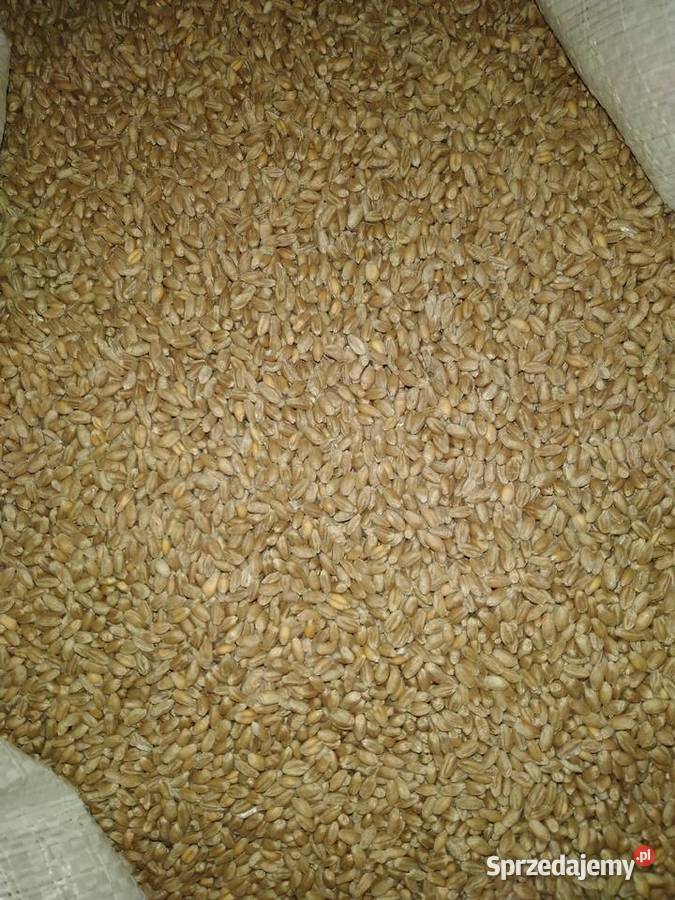 Pszenica Zboża Miękinia