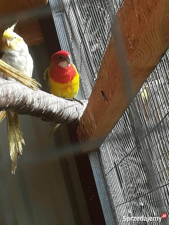 sprzedam rozelle białolice różne mutacje śląskie Wodzisław Śląski