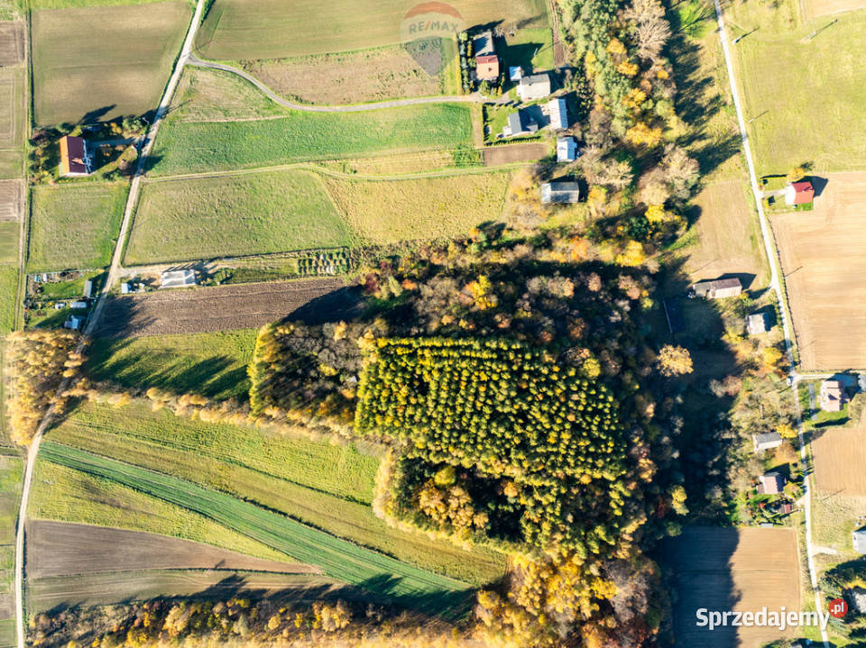 Działka z bijącym źródłem i kawałkiem lasu Stoki