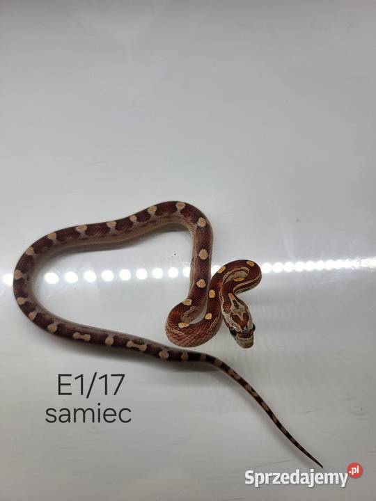 Węże zbożowe Łódź sprzedam