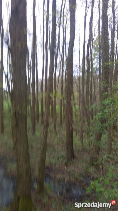 Staw rybny dolnośląskie Szczodrów