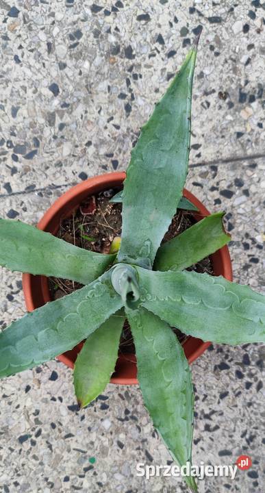 Agawa roślina ozdobna do ogrodu Józefów sprzedam