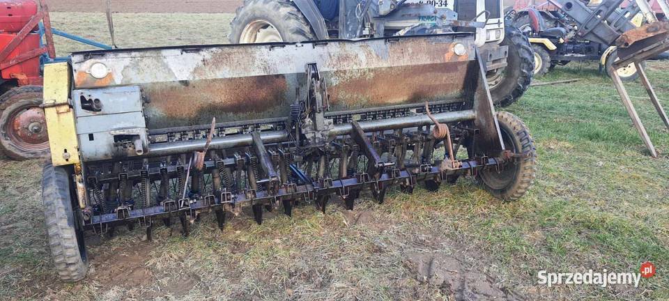 Siewnik poznaniak Sanok