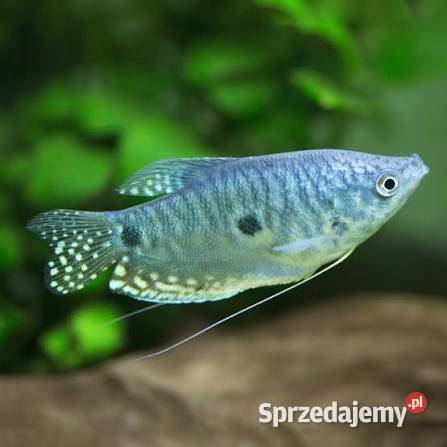 Rybki akwariowe Pińczów