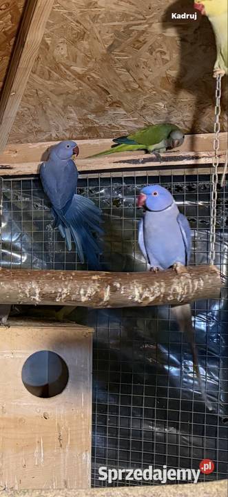 Aleksandretty obrożne Trzebnica