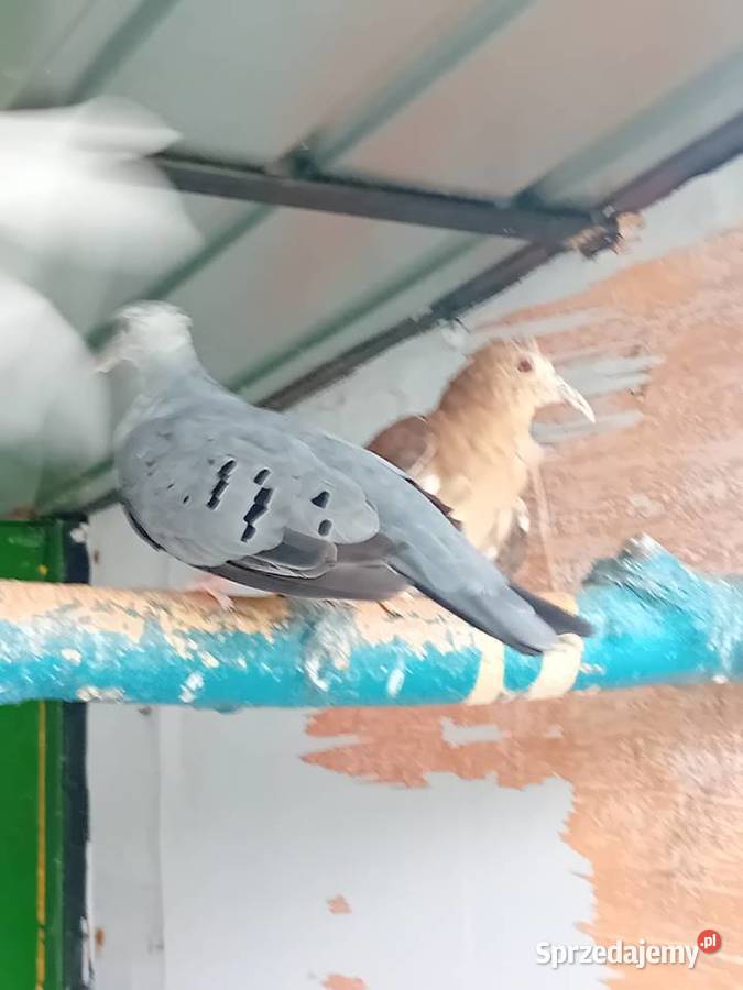 Śińiaczek plamisty para dorosła Siedlce sprzedam