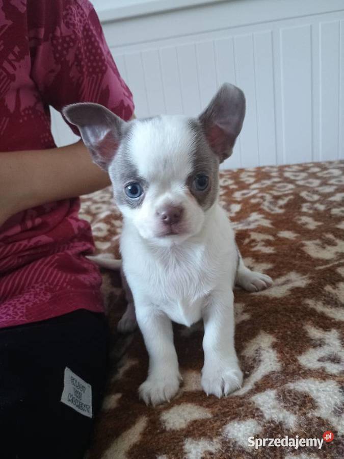 Chihuahua dziewczynka wyjątkowa Chihuahua Kleszczów