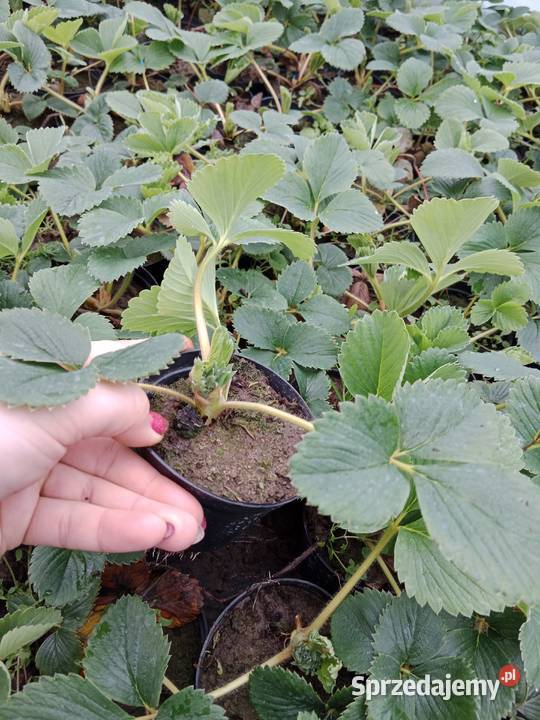 Truskawka poziomka flox mięta melisa lawenda kto Czulice sprzedam