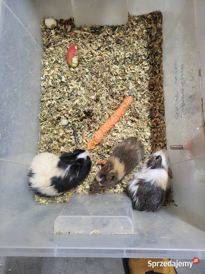 Świnki morska samiczka młodziutka Wrocław