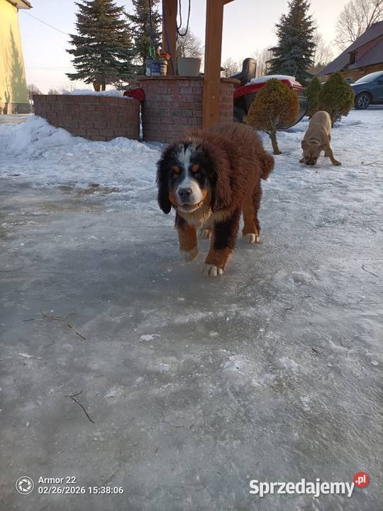 Piesek Berneński Pasterski Jeleniewo