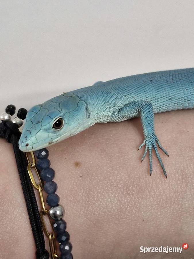 Gastropholis Prasina Blue Niebieskie Oława