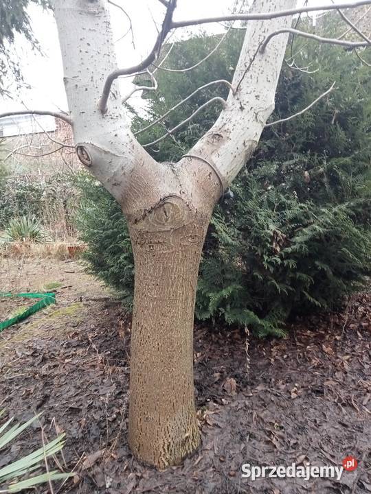 drewno orzecha włoskiego