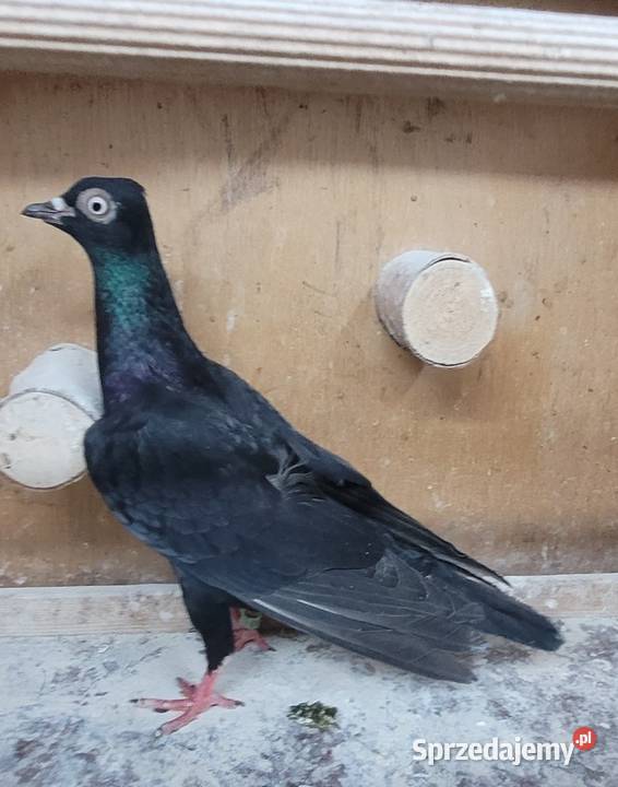 Gołębie Wiedeńskie lotne Skierniewice