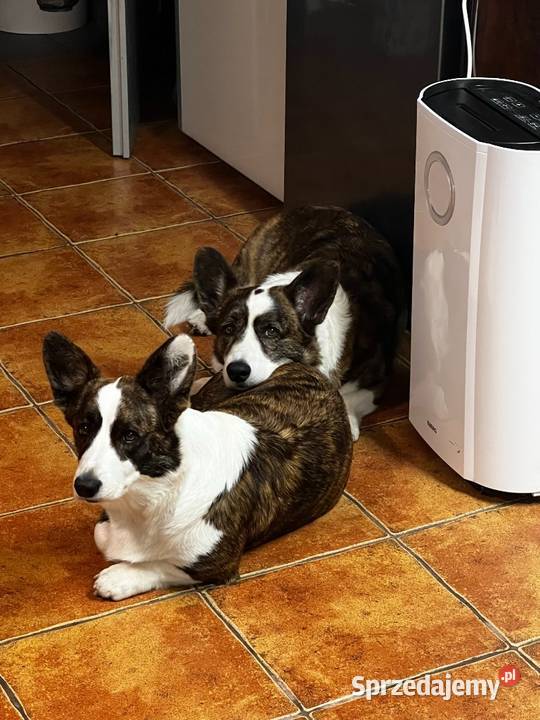 Suczka Welsh Corgi Cardigan rodowód FCI Pabianice