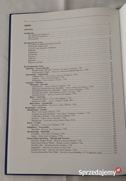 MITTEL und GROSSSUGER Hajnówka