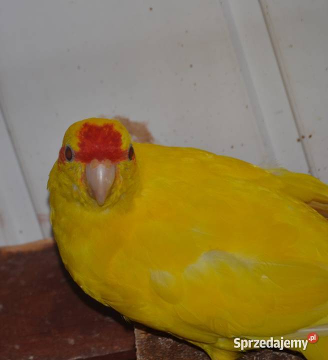 sprzedam Modrolotki Poznań